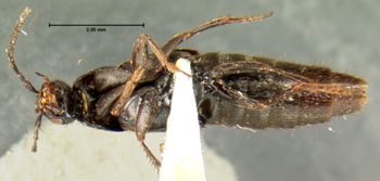 Media type: image;   Entomology 7294 Aspect: habitus ventral view